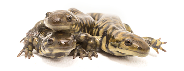 pav_amph_exh_header_tigersala_640x250